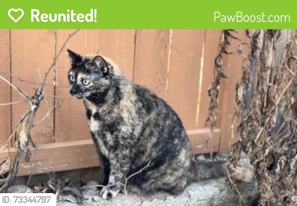 Reunited Female Cat last seen NE Bellevue Drive near Mountain View Roadhouse, Bend, OR 97701