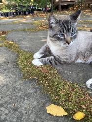 Found/Stray Male Cat last seen 30th Avenue and NE 95th St., Seattle, WA 98115