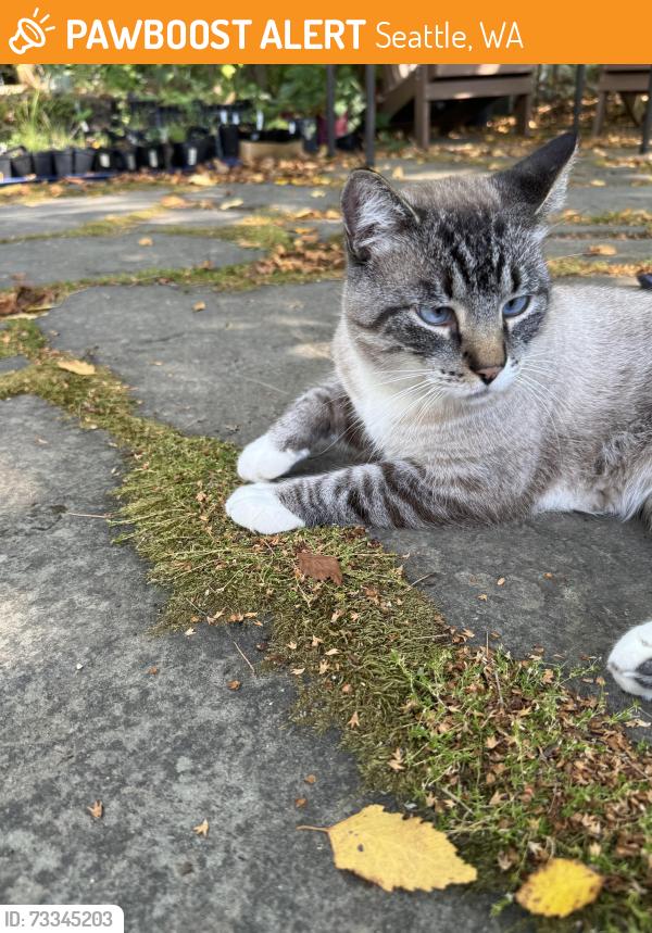 Found/Stray Male Cat last seen 30th Avenue and NE 95th St., Seattle, WA 98115