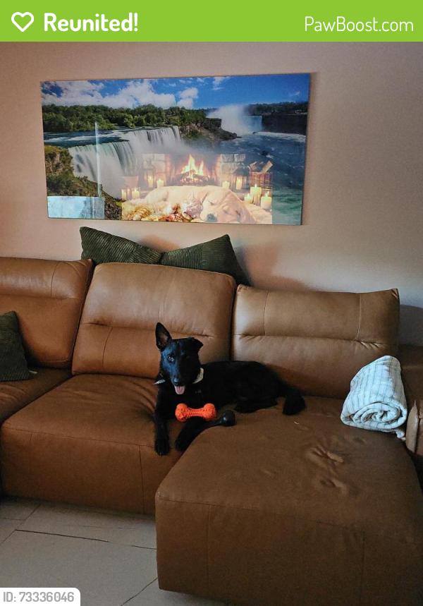 Reunited Male Dog last seen SE 7TH ST AND SE 1ST ST, Gulf Stream, FL 33483