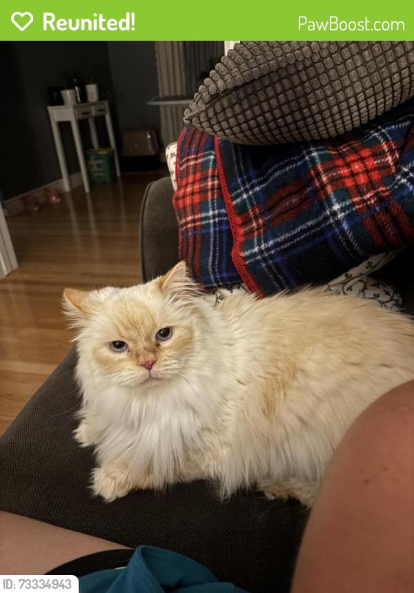 Reunited Female Cat last seen Hallmark, Lower Sackville, NS B4C 2L9