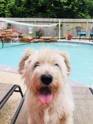 Reunited Female Dog last seen Windy Stream Ln, Houston, TX 77044, USA, Houston, TX 77044