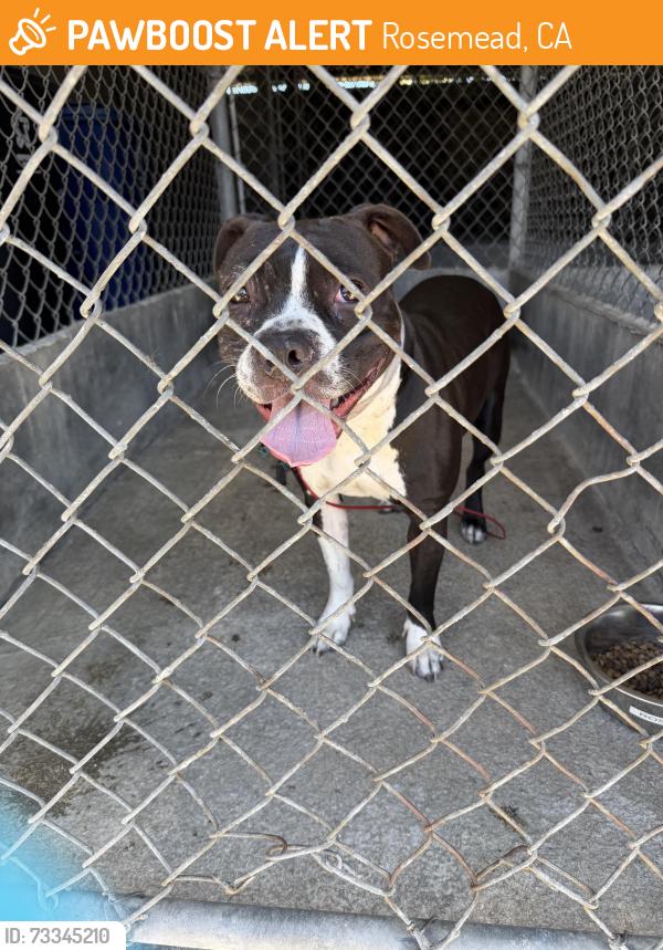 Found/Stray Unknown Dog last seen valley blvd, Rosemead, CA 91770