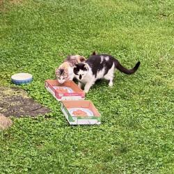 Found/Stray Unknown Cat last seen Willowbrook Ave / Cove Rd., Stamford, CT 06902