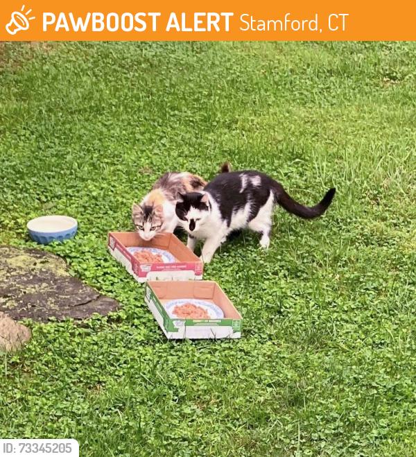 Found/Stray Unknown Cat last seen Willowbrook Ave / Cove Rd., Stamford, CT 06902