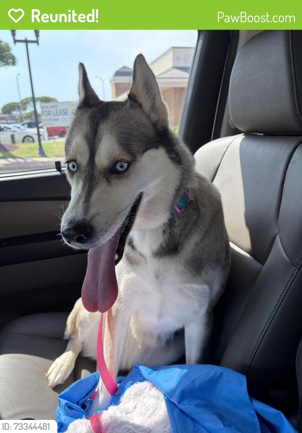 Reunited Female Dog last seen Essex Ave and Hanover Ave, Springfield, VA 22150