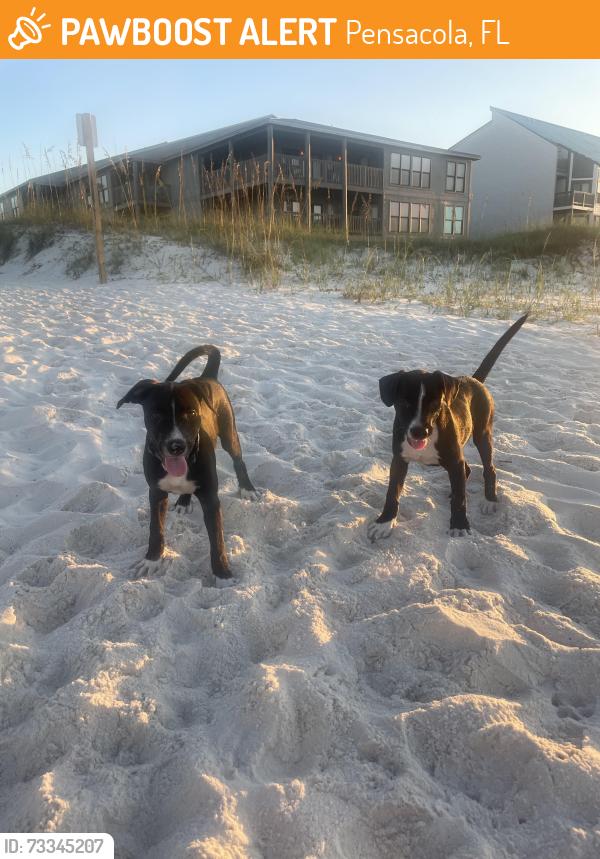 Found/Stray Female Dog last seen Perdido beach access #3, Pensacola, FL 32507