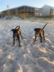 Found/Stray Female Dog last seen Perdido beach access #3, Pensacola, FL 32507