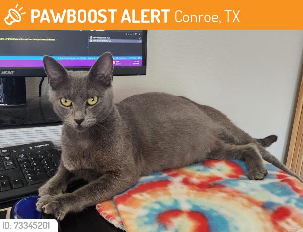 Found/Stray Female Cat last seen Near I-45, Conroe, TX 77301