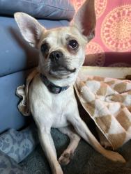 Lost Female Dog last seen PIMA & BELVEDERE, Tucson, AZ 85712