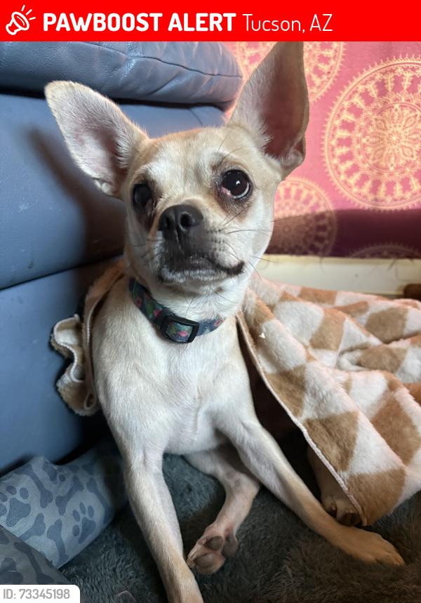 Lost Female Dog last seen PIMA & BELVEDERE, Tucson, AZ 85712
