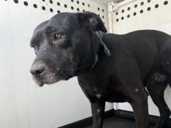 Shelter Stray Female Dog last seen Near BLK RIO MIRADA DR, BAKERSFIELD, CA, 201 S Mt Vernon Ave, Bakersfield, CA 93307, USA