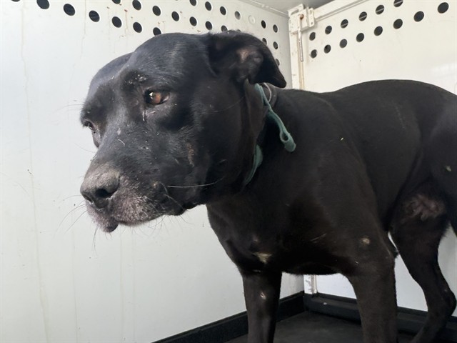 Shelter Stray Female Dog last seen Near BLK RIO MIRADA DR, BAKERSFIELD, CA, 201 S Mt Vernon Ave, Bakersfield, CA 93307, USA