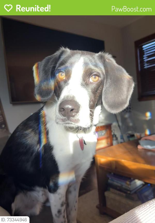 Reunited Male Dog last seen 5th and puetz road, Oak Creek, WI 53154