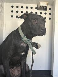 Shelter Stray Female Dog last seen Near BLK RIO MIRADA DR, BAKERSFIELD, CA, 201 S Mt Vernon Ave, Bakersfield, CA 93307, USA