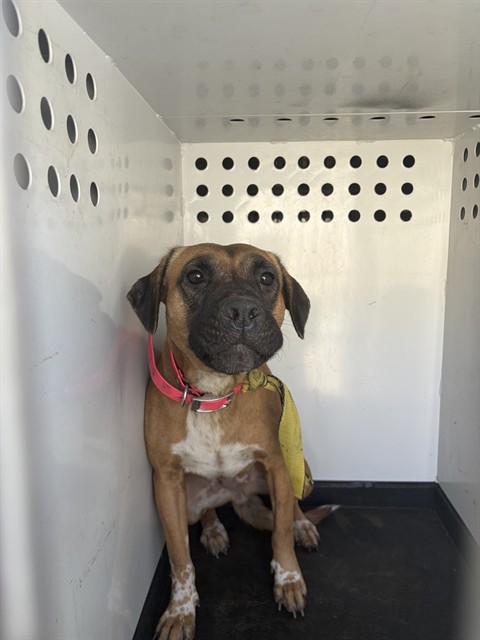 Shelter Stray Female Dog last seen Near BLK RIO MIRADA DR, BAKERSFIELD, CA, 201 S Mt Vernon Ave, Bakersfield, CA 93307, USA