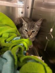 Shelter Stray Male Cat last seen K ST AND THIRD AVE, 130 Beyer Way, Chula Vista, CA 91911, USA