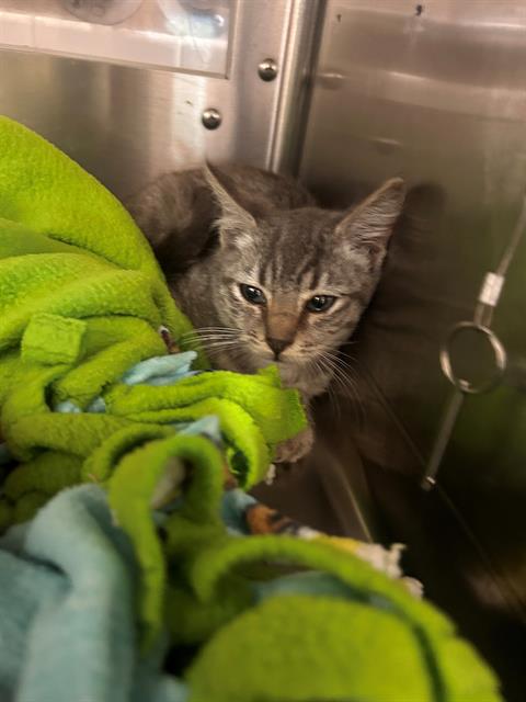 Shelter Stray Male Cat last seen K ST AND THIRD AVE, 130 Beyer Way, Chula Vista, CA 91911, USA