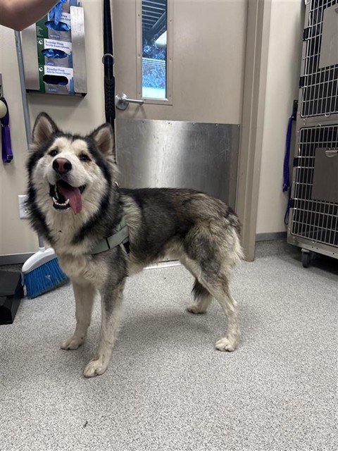 Shelter Stray Male Dog last seen W STOCKTON BLVD / MICHENER DR, 9150 Union Park Way, Elk Grove, CA 95624, USA