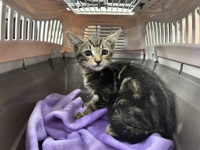 Shelter Stray Male Cat last seen OPEN RANGE/STOCK YARD, 6443 Oak Canyon, Irvine, CA 92618, USA
