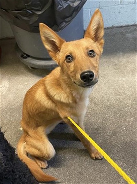 Shelter Stray Female Dog last seen DEL PASO RD & E COMMERCE WAY, 2127 Front St, Sacramento, CA 95818, USA