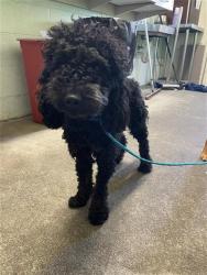 Shelter Stray Male Dog last seen DEL PASO RD & E COMMERCE WAY, 2127 Front St, Sacramento, CA 95818, USA