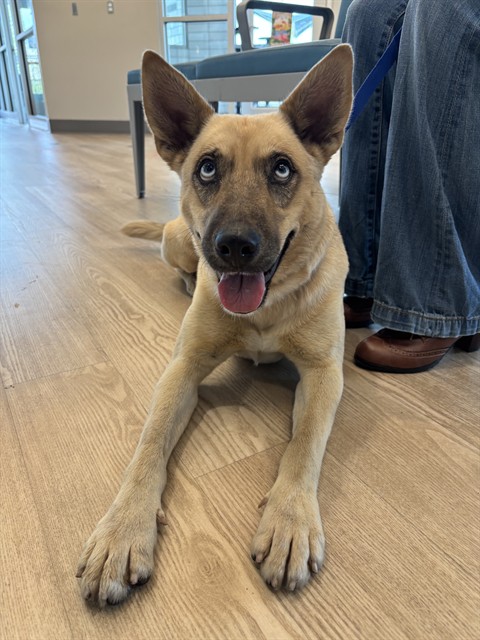 Shelter Stray Female Dog last seen CULLEN ESTATES, 8311 Freedom Dr, Pearland, TX 77581, USA