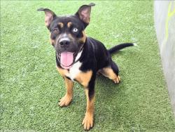 Shelter Stray Male Dog last seen , 14409 Vanowen St, Van Nuys, CA 91405, USA