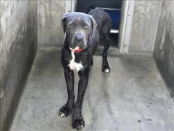 Shelter Stray Male Dog last seen , 14409 Vanowen St, Van Nuys, CA 91405, USA