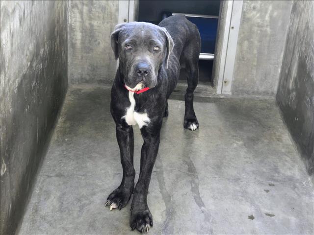 Shelter Stray Male Dog last seen , 14409 Vanowen St, Van Nuys, CA 91405, USA