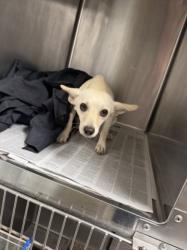 Shelter Stray Female Dog last seen , 14409 Vanowen St, Van Nuys, CA 91405, USA