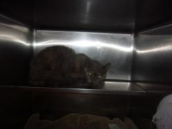 Shelter Stray Female Cat last seen , 14409 Vanowen St, Van Nuys, CA 91405, USA