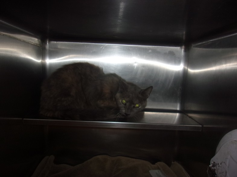 Shelter Stray Female Cat last seen , 14409 Vanowen St, Van Nuys, CA 91405, USA