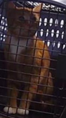 Shelter Stray Male Cat last seen CHARLOTTE, 8315 Byrum Dr, Charlotte, NC 28217, USA