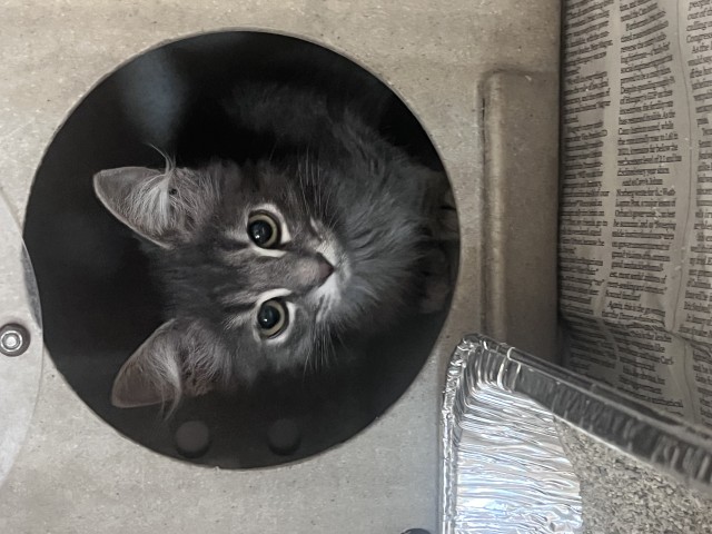 Shelter Stray Male Cat last seen E 10 HWY X S WATERMAN AVE, 333 Chandler Pl, San Bernardino, CA 92408, USA