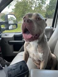 Shelter Stray Male Dog last seen Near, 2600 S Harding St, Indianapolis, IN 46221, USA