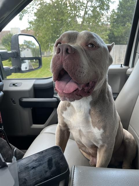 Shelter Stray Male Dog last seen Near, 2600 S Harding St, Indianapolis, IN 46221, USA