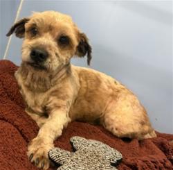 Shelter Stray Male Dog last seen Near BLOCK MILLER AV, 333 Chandler Pl, San Bernardino, CA 92408, USA