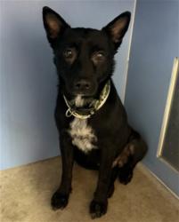Shelter Stray Male Dog last seen Near BLOCK N. LA CADENA, 333 Chandler Pl, San Bernardino, CA 92408, USA