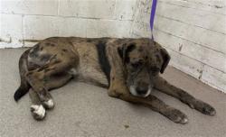 Shelter Stray Male Dog last seen 48TH ST & VARSITY AVE, 333 Chandler Pl, San Bernardino, CA 92408, USA