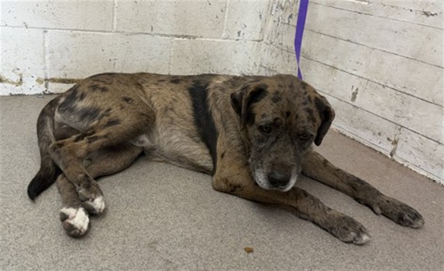 Shelter Stray Male Dog last seen 48TH ST & VARSITY AVE, 333 Chandler Pl, San Bernardino, CA 92408, USA