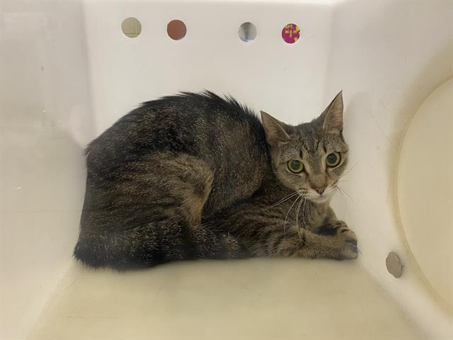 Shelter Stray Unknown Cat last seen HUBBARD/CONCORDIA, 3839 W Burnham St, West Milwaukee, WI 53215, USA