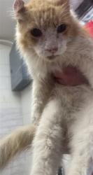 Shelter Stray Male Cat last seen BARTON RD & LOMA LINDA DR, LOMA LINDA, CA, 92354, USA, 333 Chandler Pl, San Bernardino, CA 92408, USA