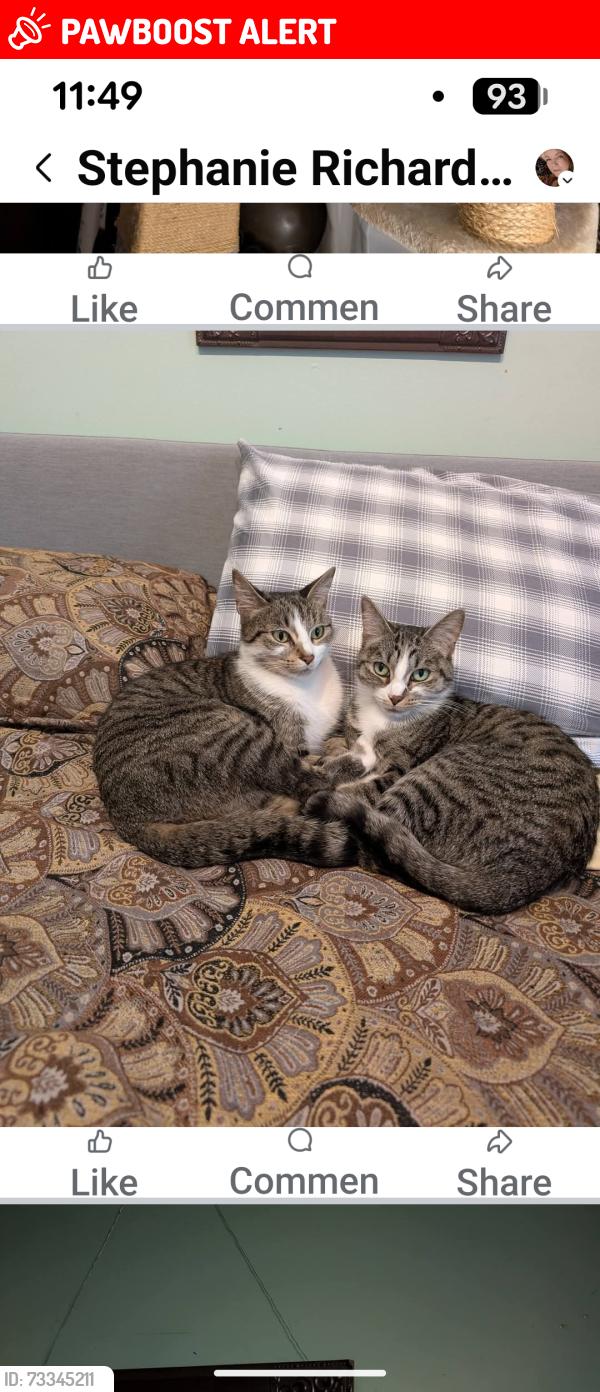 Lost Female Cat last seen I don't know, Comox Valley C (Puntledge-B*, BC V0R 2M0