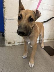 Shelter Stray Female Dog last seen GARCIA ST X CLEVELAND ST, 333 Chandler Pl, San Bernardino, CA 92408, USA