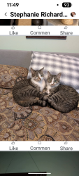 Lost Female Cat last seen I don't know, Comox Valley C (Puntledge-B*, BC V0R 2M0