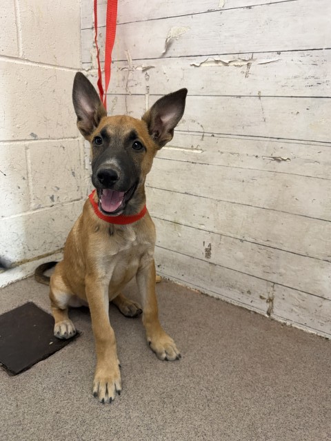 Shelter Stray Male Dog last seen GARCIA ST X CLEVELAND ST, 333 Chandler Pl, San Bernardino, CA 92408, USA