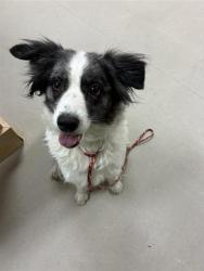 Shelter Stray Female Dog last seen Near S WELLS AVE, RENO NV 89502, 2825 Longley Ln Suite A, Reno, NV 89502, USA
