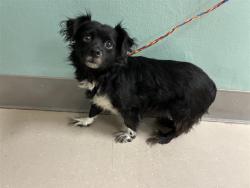 Shelter Stray Male Dog last seen Near ODDIE BLVD, RENO NV 89512, 2825 Longley Ln Suite A, Reno, NV 89502, USA