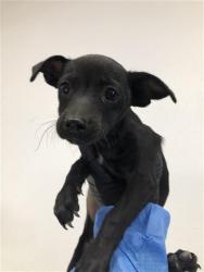 Shelter Stray Male Dog last seen Near BLOCK W WHITES BRIDGE AVE, FRESNO CA 93706, 5277 E Airways Blvd, Fresno, CA 93727, USA